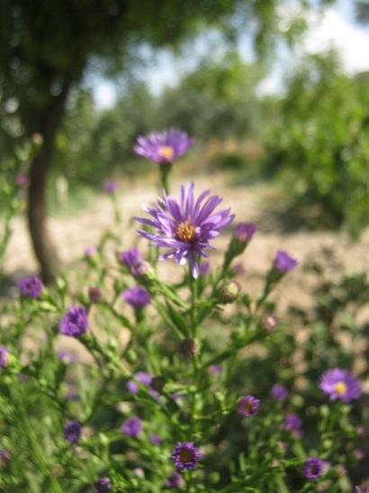 Name:  aster.jpg
Views: 1226
Size:  32.5 KB