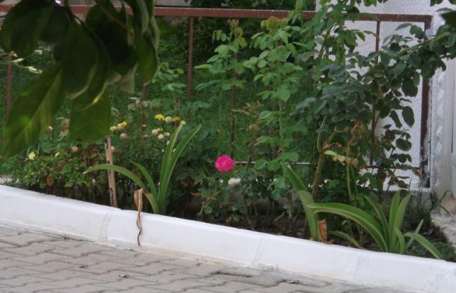 Name:  DSCF5728.jpg
Views: 604
Size:  45.2 KB