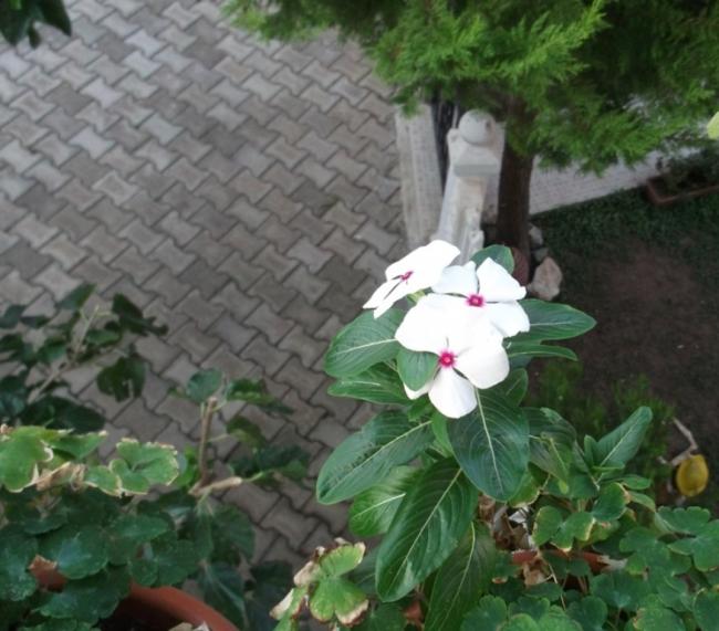 Name:  DSCF5804.jpg
Views: 636
Size:  51.5 KB
