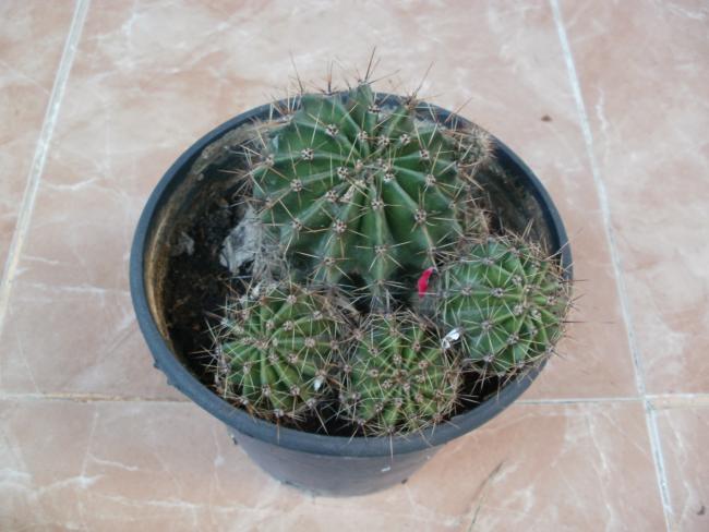 Name:  P1010272a.jpg
Views: 572
Size:  43.4 KB