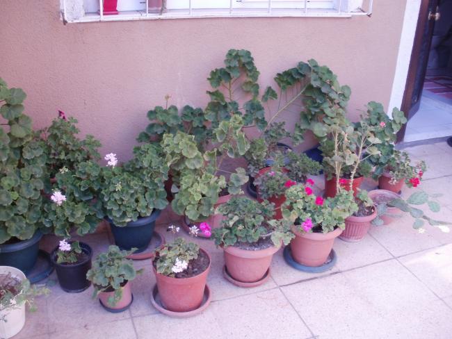 Name:  P1010300a.jpg
Views: 1037
Size:  51.8 KB
