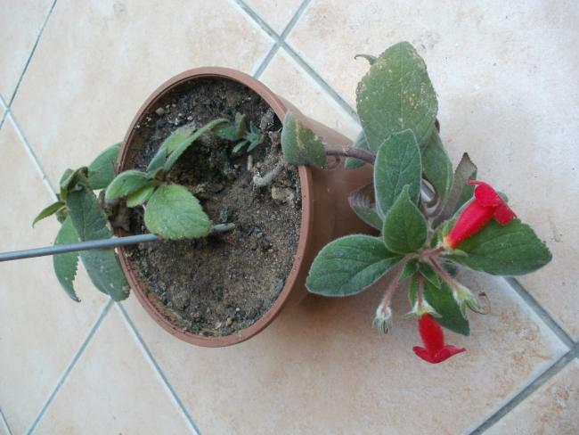 Name:  P1010351a.jpg
Views: 512
Size:  43.1 KB