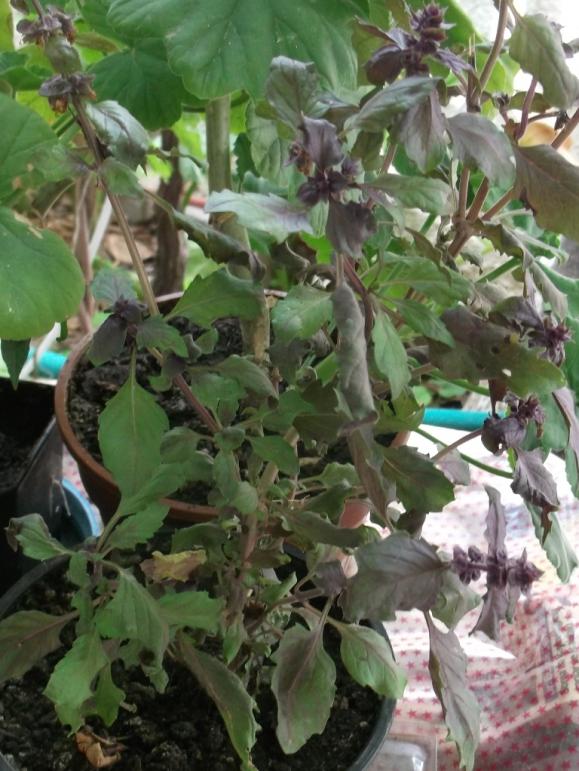 Name:  DSCF5889.jpg
Views: 528
Size:  74.6 KB
