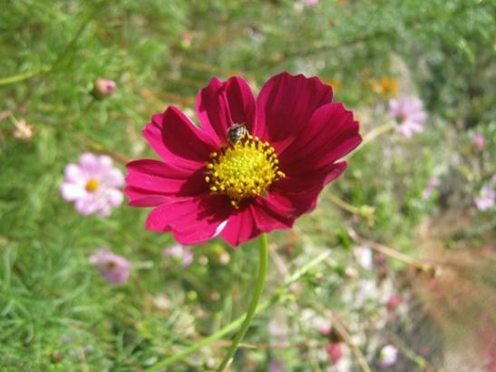 Name:  cosmos.jpg
Views: 1117
Size:  33.0 KB
