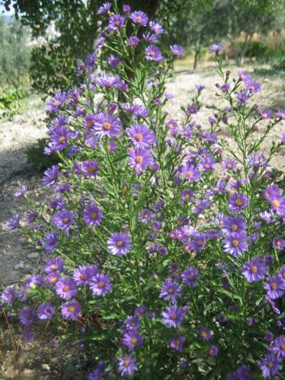 Name:  aster.jpg
Views: 1145
Size:  62.8 KB