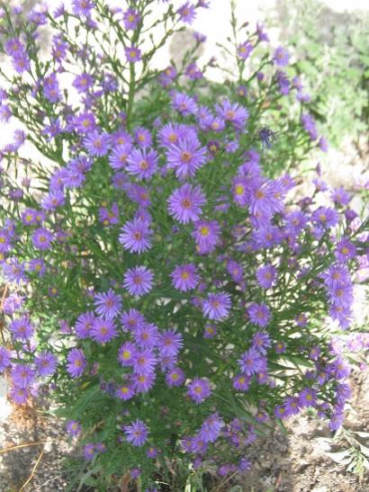 Name:  aster--.jpg
Views: 930
Size:  58.7 KB
