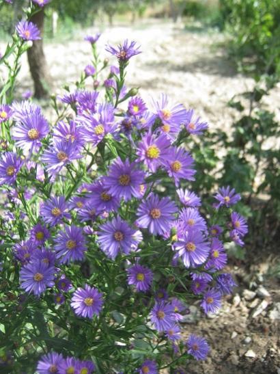 Name:  aster1.jpg
Views: 956
Size:  53.7 KB