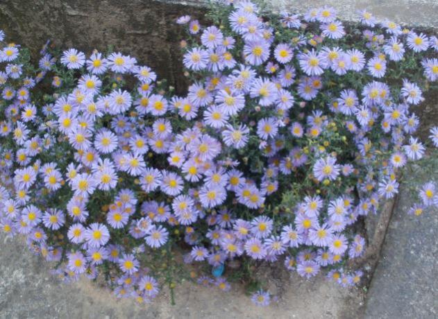 Name:  as1.jpg
Views: 468
Size:  66.8 KB