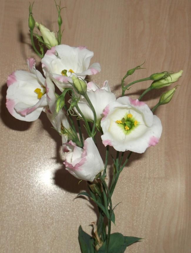 Name:  DSCF5643.jpg
Views: 1248
Size:  59.8 KB