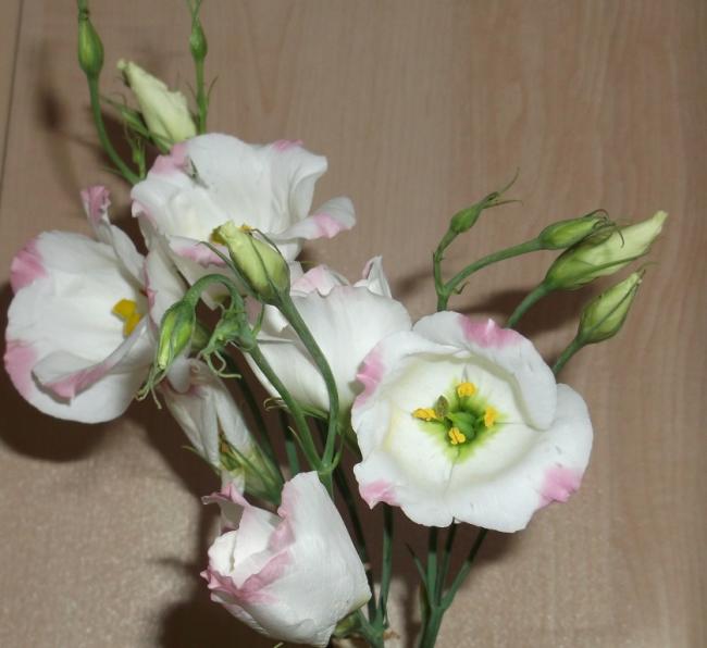 Name:  DSCF5645.jpg
Views: 851
Size:  38.5 KB
