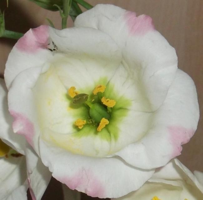 Name:  DSCF5642.jpg
Views: 841
Size:  31.3 KB