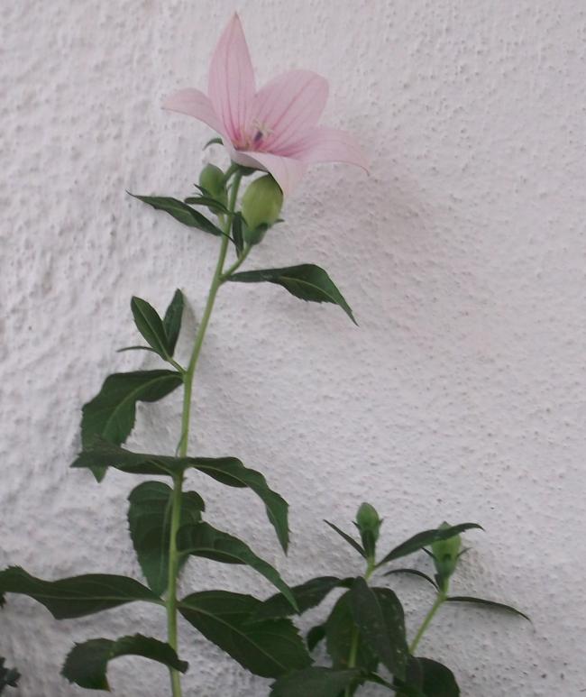 Name:  DSCF5924.jpg
Views: 740
Size:  53.2 KB