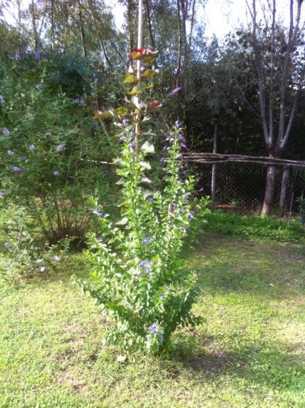 Name:  037.jpg
Views: 910
Size:  72.9 KB