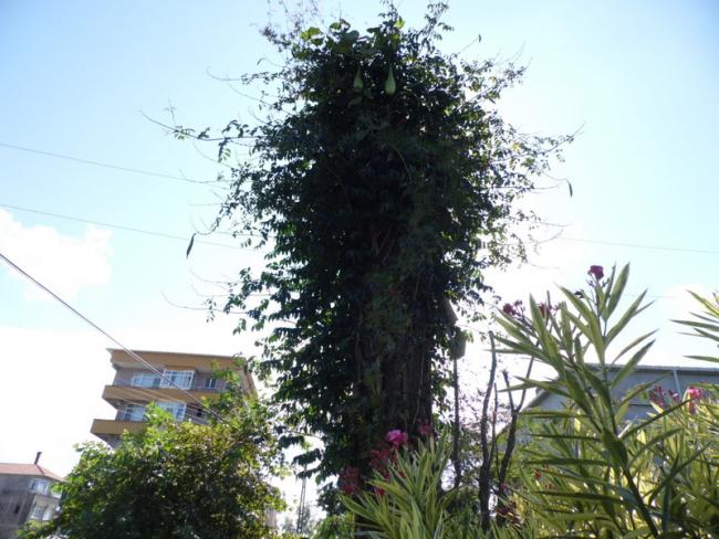 Name:  136.jpg
Views: 826
Size:  58.6 KB