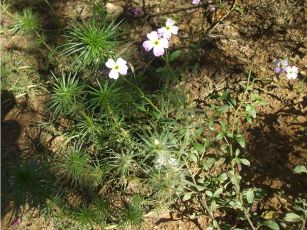 Name:  malcolmia.jpg
Views: 1375
Size:  72.3 KB