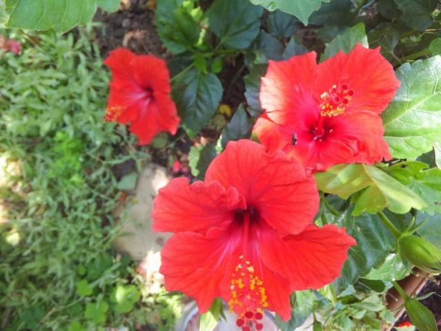 Name:  DSCF1145.jpg
Views: 348
Size:  50.7 KB