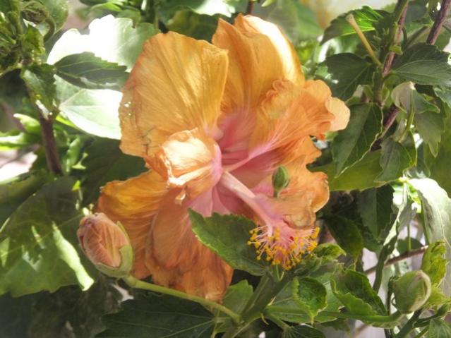 Name:  DSCF1155.jpg
Views: 336
Size:  48.5 KB