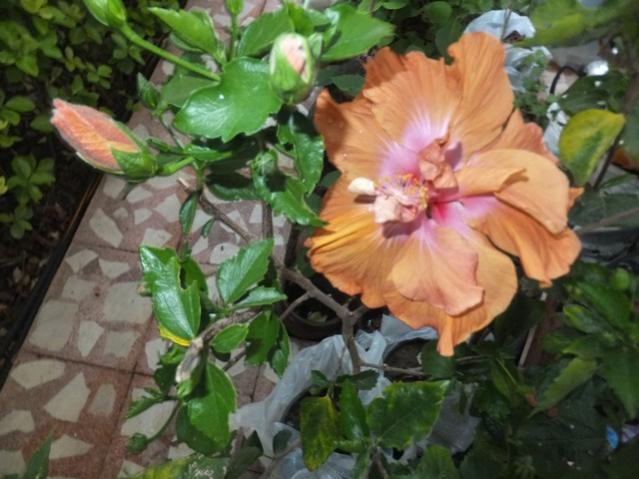 Name:  DSCF1326.jpg
Views: 318
Size:  48.6 KB