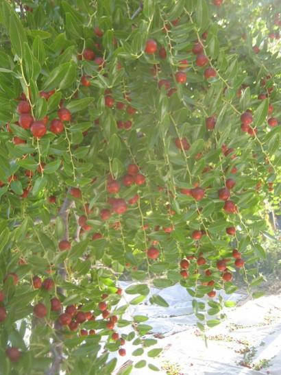 Name:  hnnap hasat4.jpg
Views: 957
Size:  47.6 KB