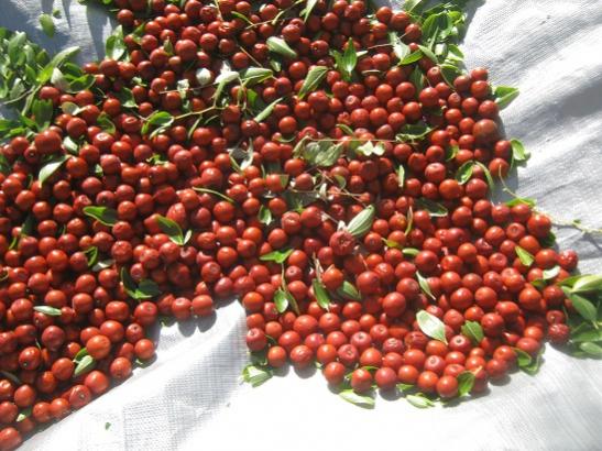 Name:  hnnap hasat6.jpg
Views: 1050
Size:  55.4 KB