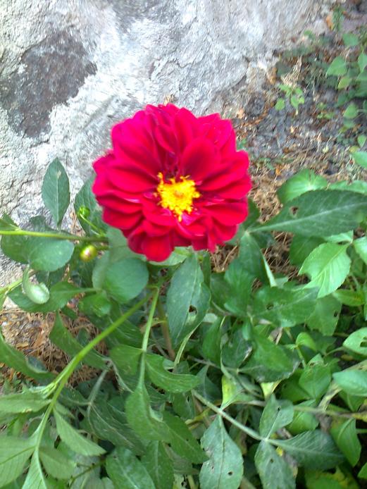 Name:  Fotoraf1641.jpg
Views: 435
Size:  76.2 KB