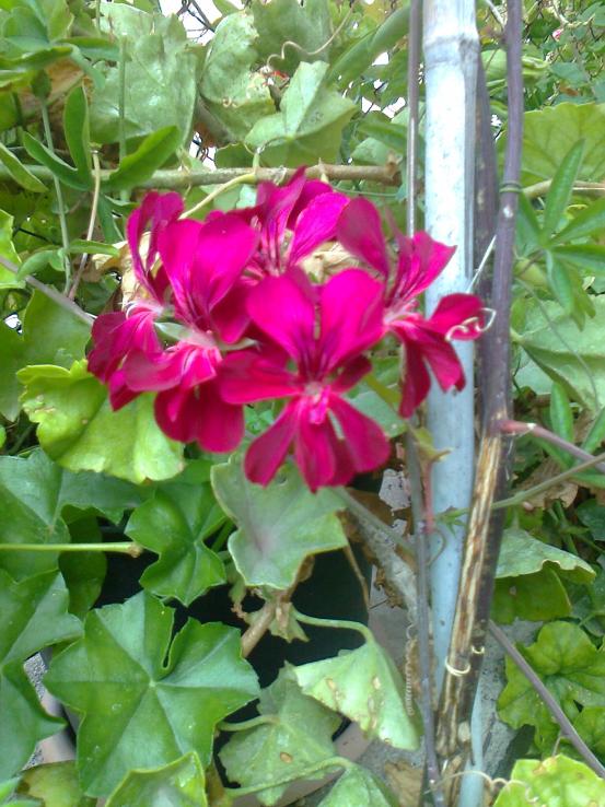 Name:  Fotoraf1655.jpg
Views: 454
Size:  75.6 KB