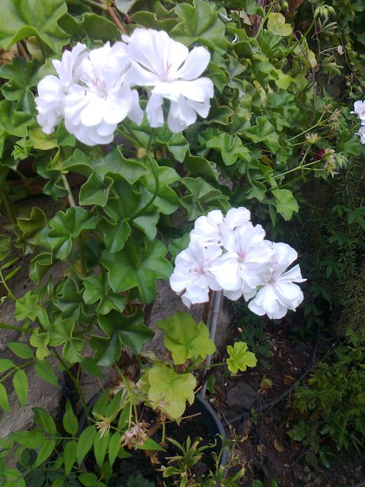 Name:  Fotoraf1656.jpg
Views: 426
Size:  74.5 KB