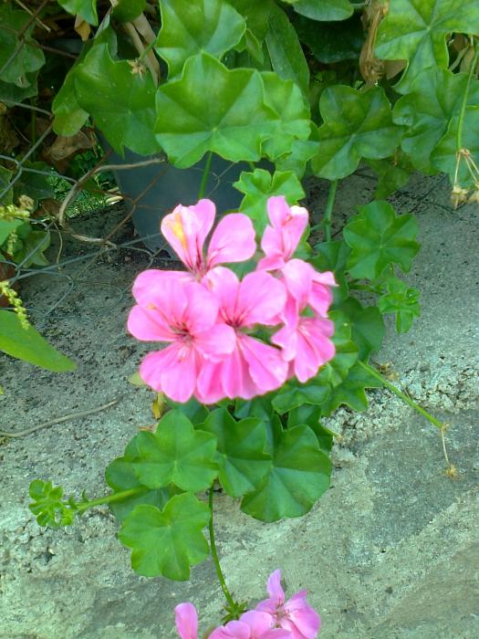 Name:  Fotoraf1660.jpg
Views: 412
Size:  74.3 KB