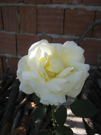Name:  gl.jpg
Views: 925
Size:  21.3 KB