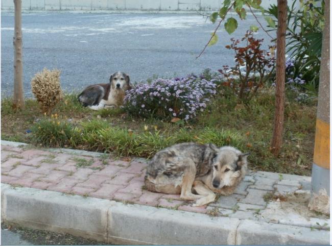 Name:  11e.jpg
Views: 383
Size:  59.0 KB