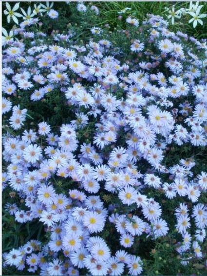 Name:  11d.jpg
Views: 392
Size:  66.9 KB