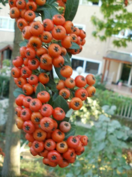 Name:  12r.JPG
Views: 430
Size:  53.5 KB