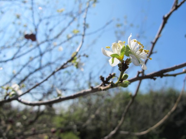 Name:  IMG_5416 (600 x 450).jpg
Views: 853
Size:  50.6 KB