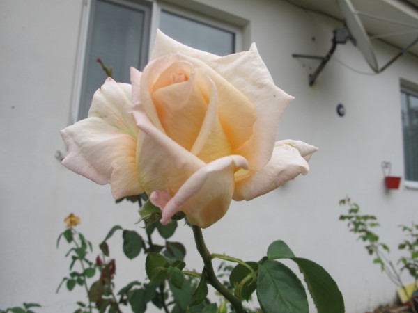 Name:  IMG_5438 (600 x 450).jpg
Views: 783
Size:  42.7 KB