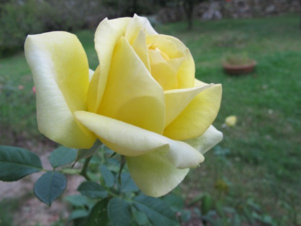 Name:  IMG_5428 (600 x 450).jpg
Views: 795
Size:  41.2 KB