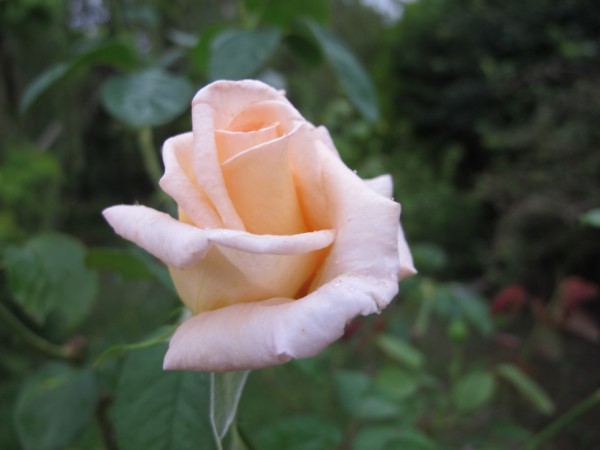 Name:  IMG_5347 (600 x 450).jpg
Views: 1040
Size:  36.7 KB