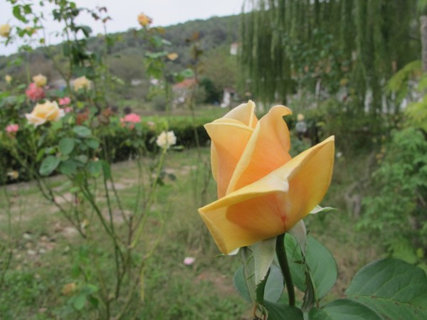 Name:  IMG_5453 (600 x 450).jpg
Views: 1042
Size:  58.1 KB