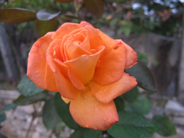 Name:  IMG_5334 (600 x 450).jpg
Views: 1081
Size:  45.5 KB