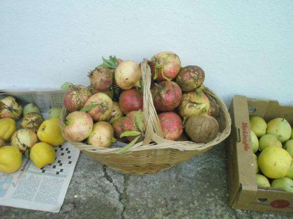 Name:  PB061287.jpg
Views: 1006
Size:  37.9 KB