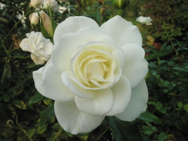 Name:  PB061279.jpg
Views: 1214
Size:  31.9 KB