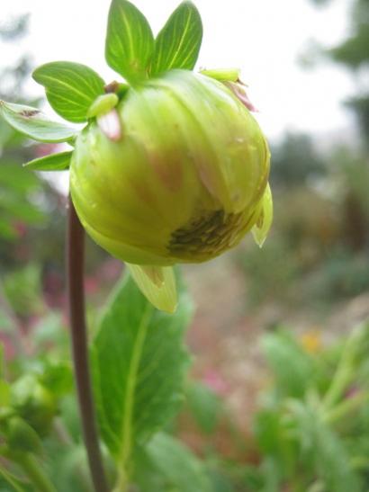 Name:  dahlia.jpg
Views: 1521
Size:  22.0 KB