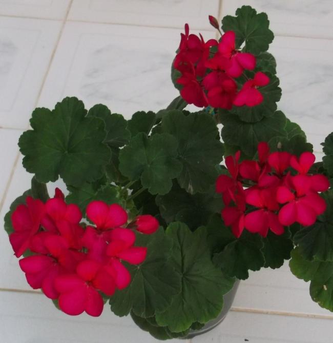 Name:  DSCF6005.jpg
Views: 589
Size:  36.8 KB