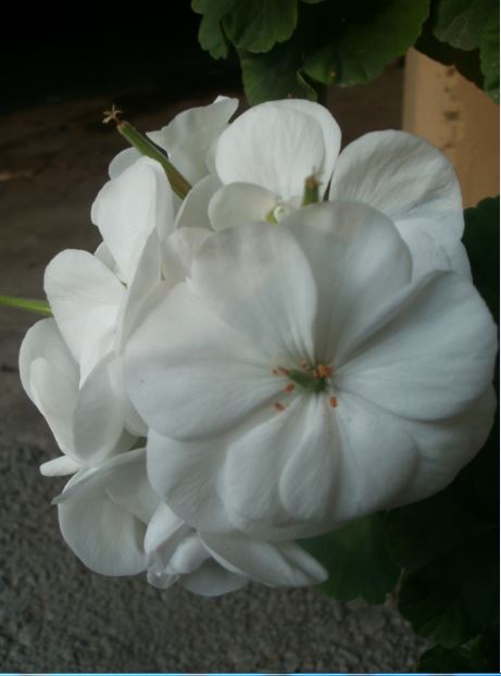 Name:  15c.JPG
Views: 302
Size:  34.9 KB