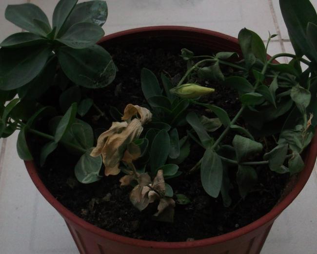 Name:  DSCF6062.jpg
Views: 571
Size:  34.8 KB