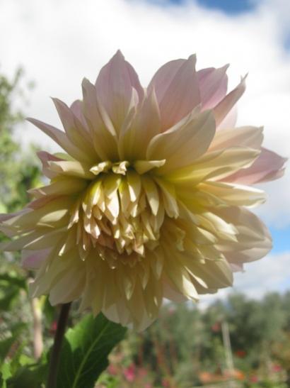 Name:  dahlia.jpg
Views: 1529
Size:  24.5 KB