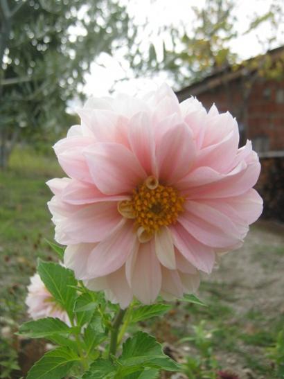 Name:  dahlia.jpg
Views: 1337
Size:  30.0 KB