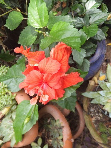 Name:  DSCF4944.jpg
Views: 229
Size:  63.6 KB