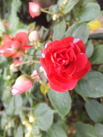 Name:  DSCF4946.jpg
Views: 242
Size:  47.0 KB