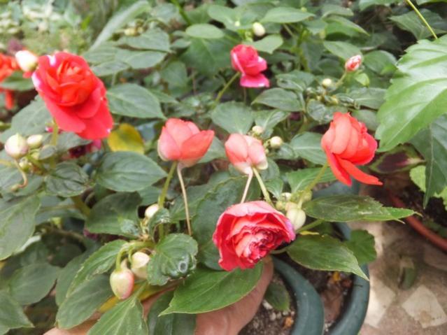 Name:  DSCF4947.jpg
Views: 239
Size:  48.9 KB