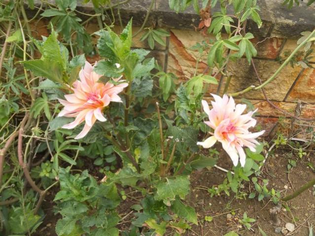 Name:  DSCF4973.jpg
Views: 371
Size:  67.9 KB